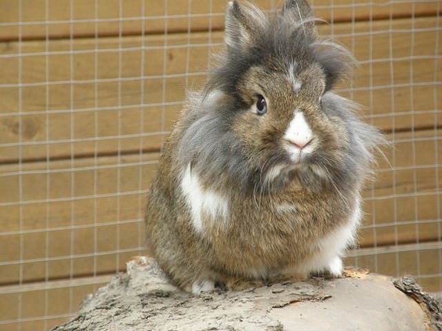 ライオンみたいなウサギ